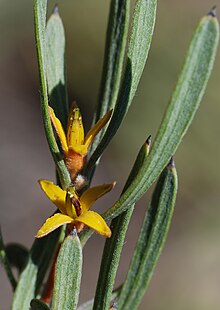 Persoonia trinervis.jpg