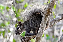 Sciurus colliaei 4164028.jpg