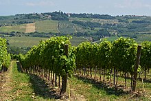 Siena vineyards.jpg