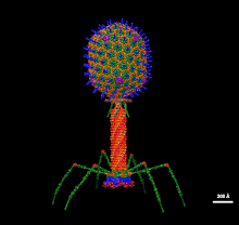 T4 Bacteriophage.gif