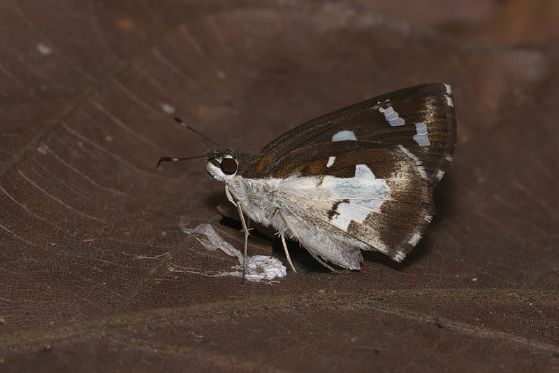 File:Udaspes folus-Kadavoor-2016-04-12-001.jpg