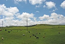 Waimea pastures.JPG