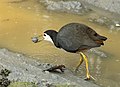 White-breasted Waterhen carrying a mollusc, Kaziranga National Park, Assam, India