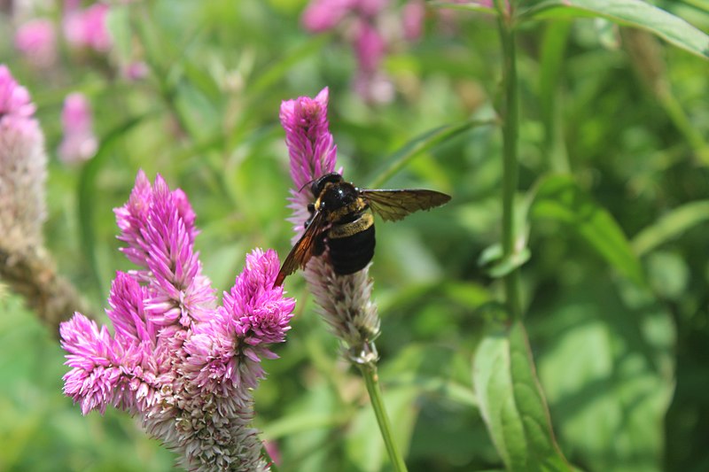 File:Xylocopa Latreille.jpg