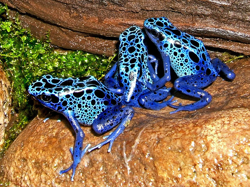 Файл:2009-04-05Dendrobates tinctorius azureus037.jpg