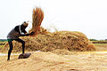 A farmer works on his field threshing with yolks in old age