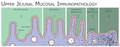 different stages of Coeliac Disease