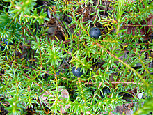 Empetrum nigrum Denali AK.jpg