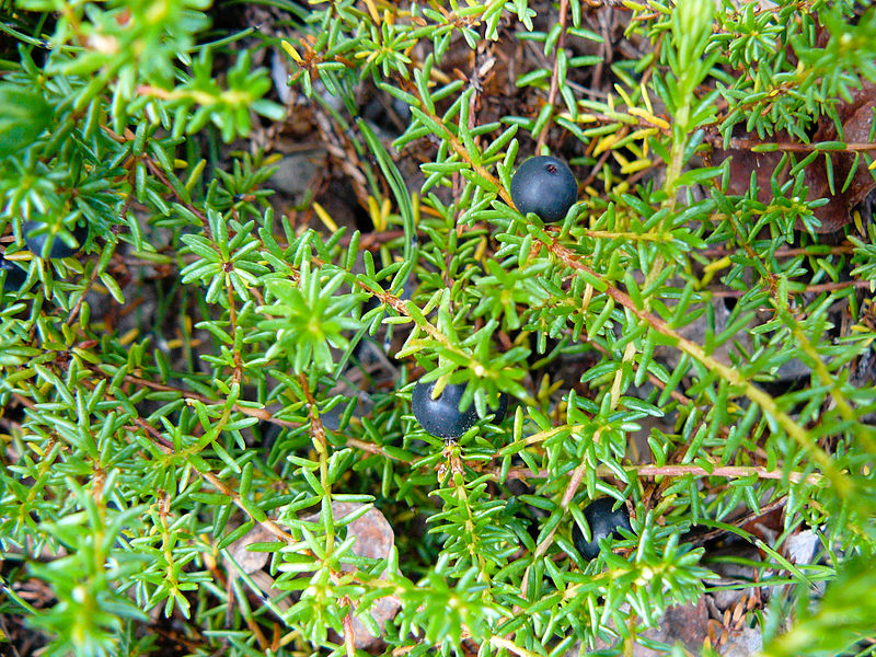 Файл:Empetrum nigrum Denali AK.jpg