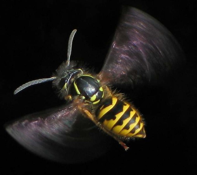 File:Flying Vespula vulgaris.jpg