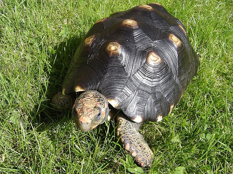 Archivo:Geochelone carbonaria 1.jpg