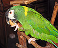 Golden-collared Macaw