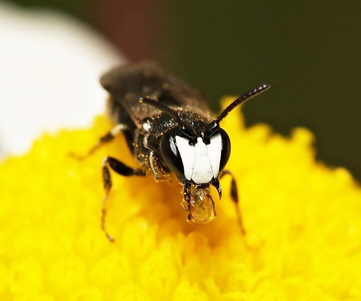 Файл:Hylaeus.nigritus.male.3.jpg