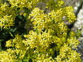 Isatis tinctoria, or woad, was the main source of blue dye in Europe from ancient times until the arrival of indigo from Asia and America. It was processed into a paste called pastel.