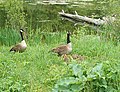 Breeding pair and goslings, Canada.