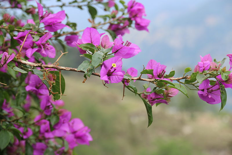 File:Nagarkot,Bhaktapur (23).JPG