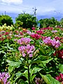 Pink flowers