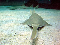 Sawfish are rays with long rostrums resembling a saw. All are now endangered or critically endangered[252]