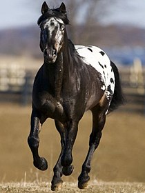 A dark brown horse with a white and brown spotted rump running in a field.