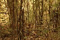 Tiger at Kanha hiding in bamboo