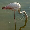 A Flamingo from Antalya region, Turkey