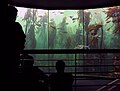 The main kelp forest tank in Two Oceans Aquarium