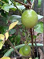 Unripe common passion fruit