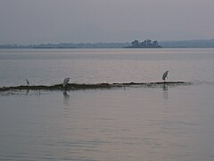 Fauna del lago