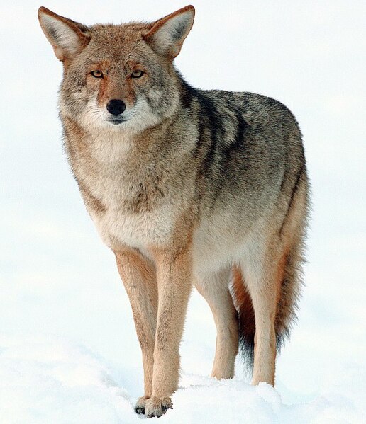 File:2009-Coyote-Yosemite.jpg