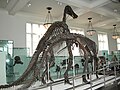 Anatotitan fossil skeletons