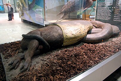 Green Anaconda (Eunectes murinus) devours a capybara (Hydrochoerus hydrochaeris)