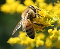 Western Honeybee, Apis mellifera