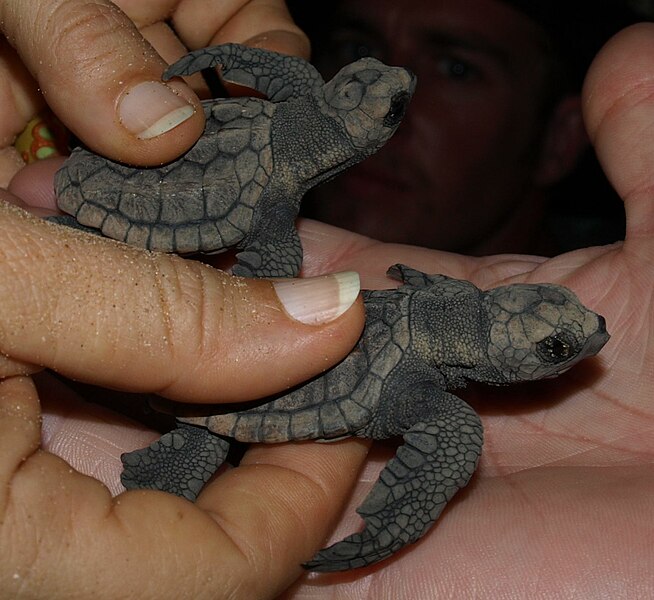 File:BabyLoggerheadTurtle1.jpg