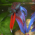 My late fish, a Betta splendens.