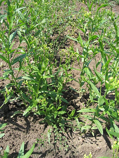 Файл:Camelina alyssum plant (01).jpg