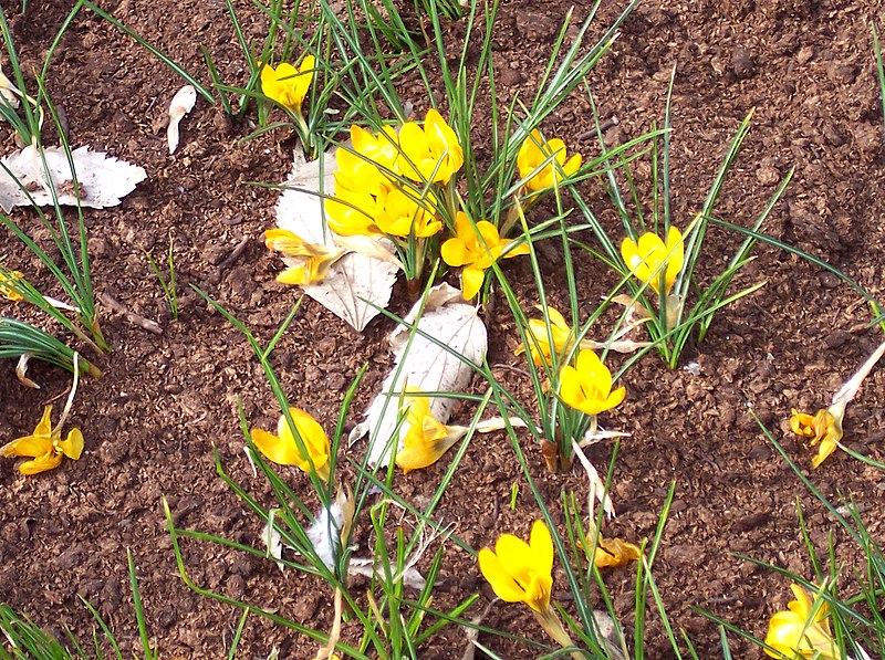 Файл:Crocus chrysanthus 'Zwanenburg Bronze'.jpg