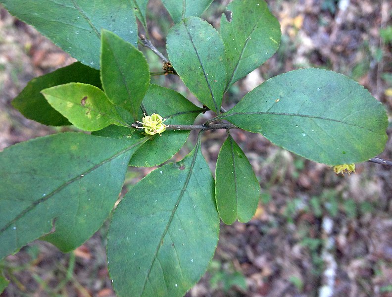 File:Forestiera ligustrina.jpg