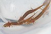 Three slim salamanders with translucent skin and external red gills