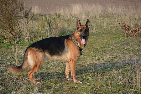 Male German Shepherd dog with a saddle black-and-tan coat