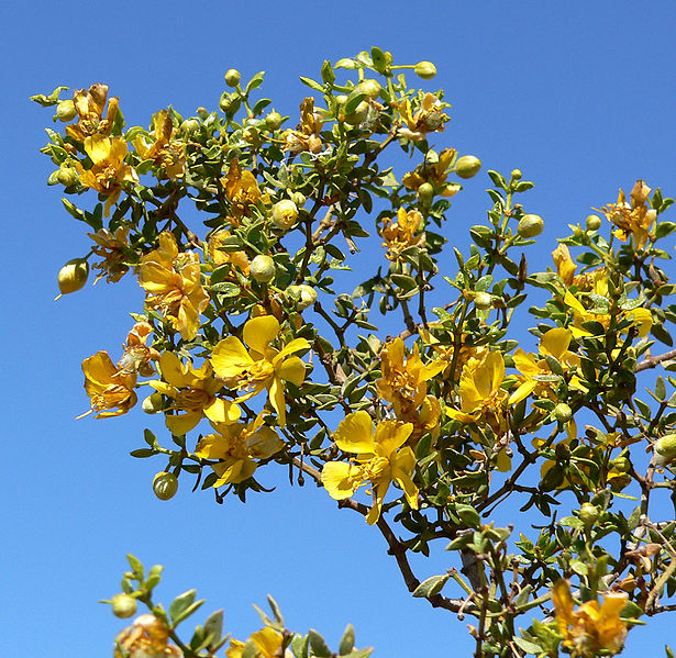 File:Larrea tridentata 5.jpg