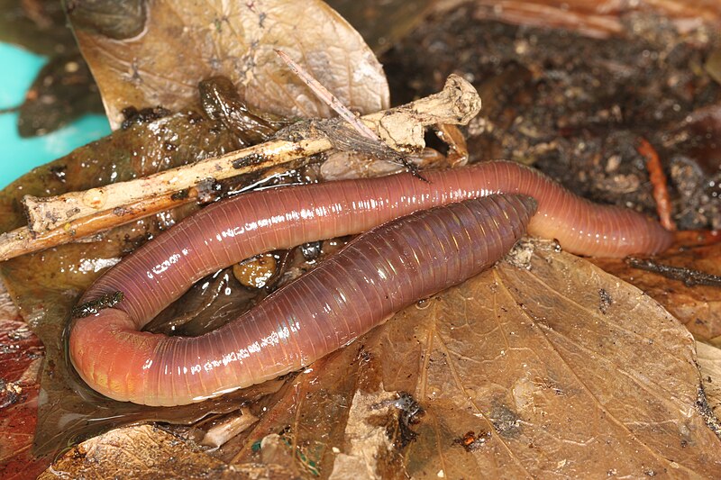 Archivo:Lumbricus terrestris (26559560801).jpg