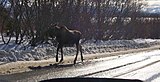 (10-11 months) this yearling was probably recently chased off by its mother