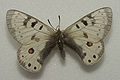 Parnassius nordmanni