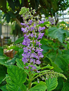 Plectranthus fruticosus L'Hér.