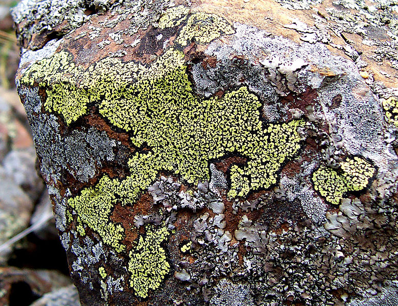 File:Rhizocarpon geographicum01.jpg