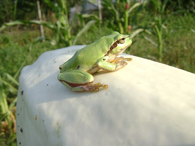 File:Romanian European Tree Frog.JPG