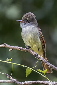 File:Rufous-tailed flycatcher (Myiarchus validus).JPG