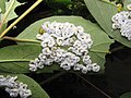 Larvas de Macremphytus testaceus (subfamilia Allantinae) en Cornus sp.