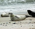 Harbor Seal (Wattenmeer)