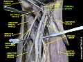 Femoral artery